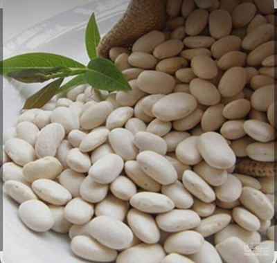 فروش لوبیا سفید