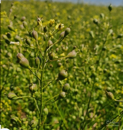 فروش کاملینا (کتان‌کش)
