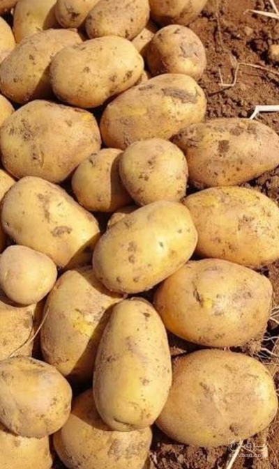 فروش سیب زمینی اسپریت