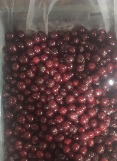 فروش آلبالو