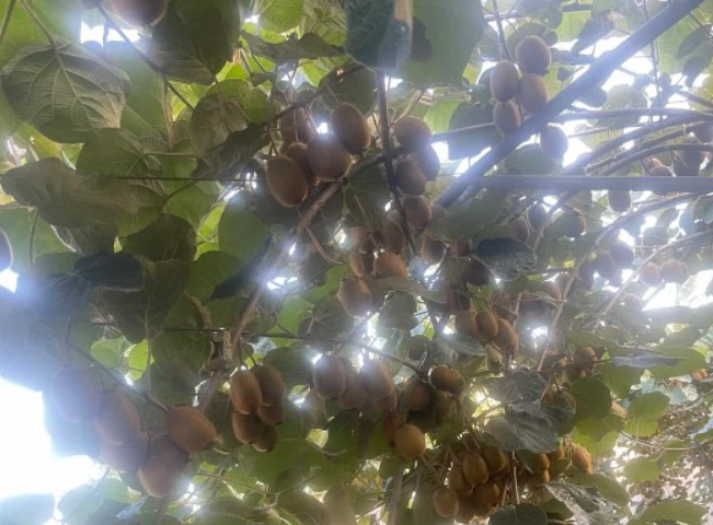 فروش کیوی