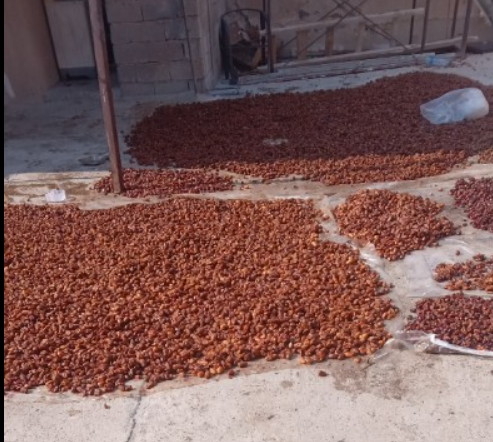 فروش خرما