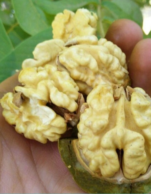 فروش گردو