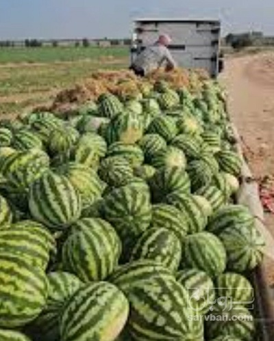 فروش هندوانه گرد