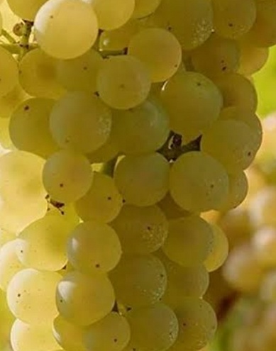 فروش انگور