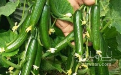 فروش خیار