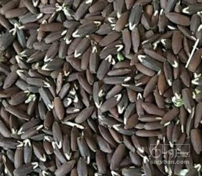 فروش سیاهدانه (گیاه‌ دارویی)