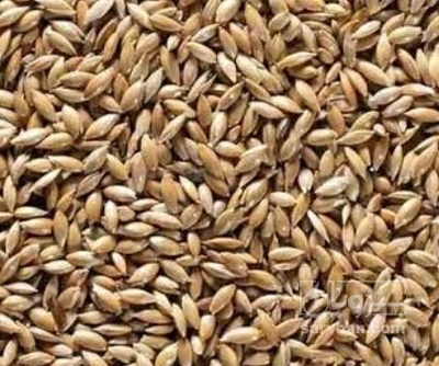 فروش کتان (گیاه الیافی)