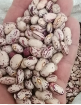 فروش لوبیا چیتی