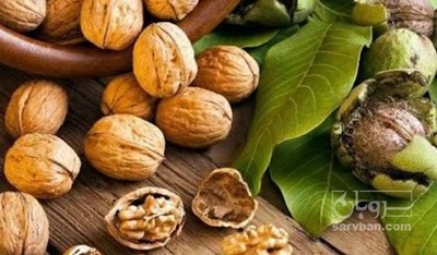 فروش گردو