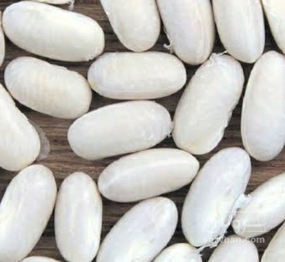 فروش لوبیا سفید