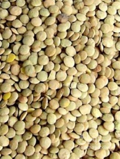 فروش عدس
