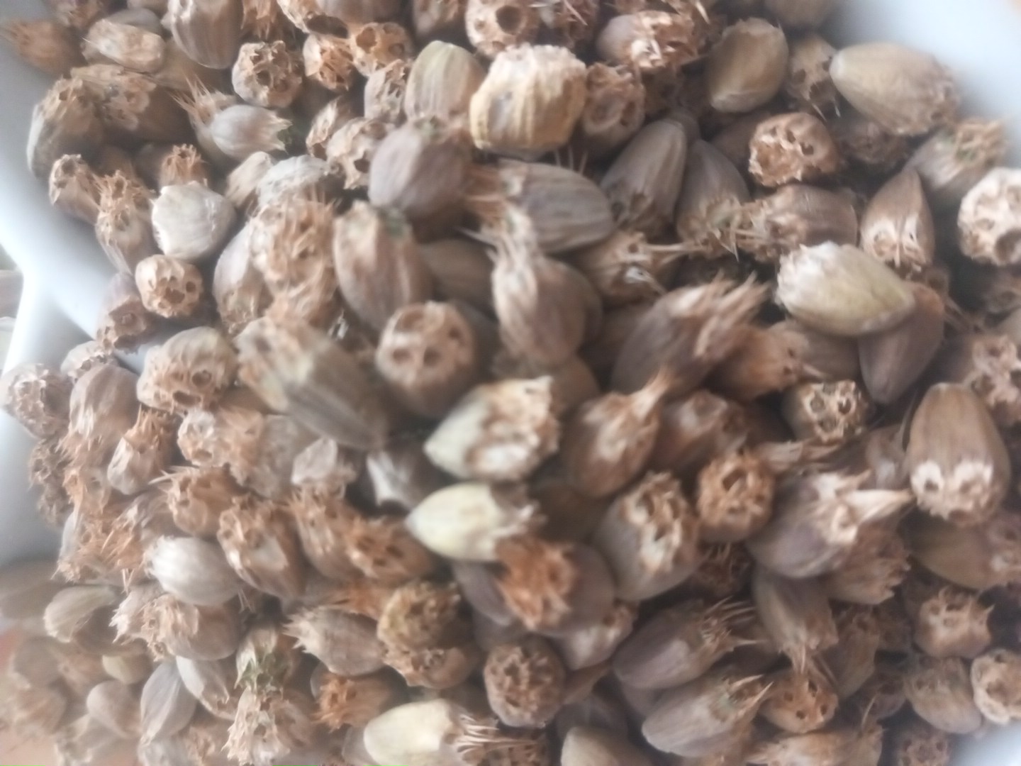 فروش کنگر کوهی (گیاه‌ دارویی)
