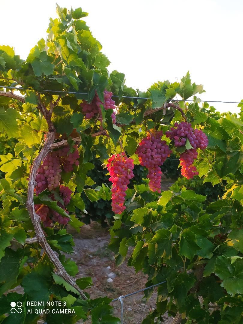 فروش انگور