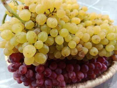 فروش انگور