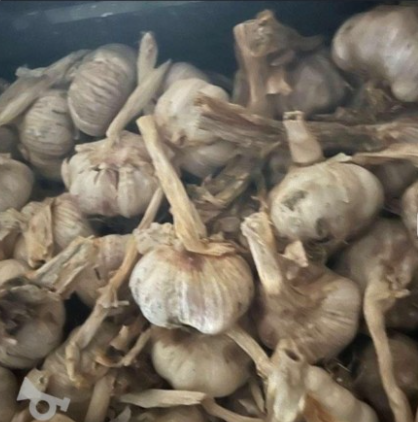 فروش سیر