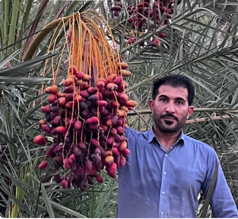 فروش خرما