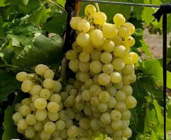 فروش انگور