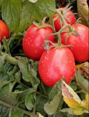 فروش گوجه فرنگی