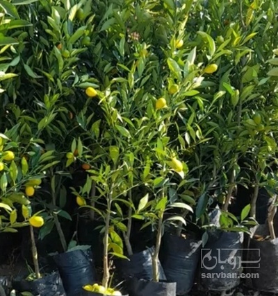 فروش گلابی