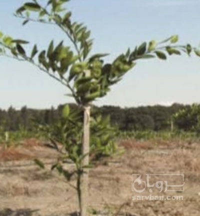 فروش نهال گیلاس