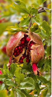 فروش انار