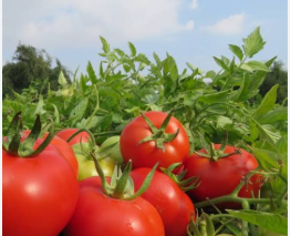 فروش گوجه فرنگی