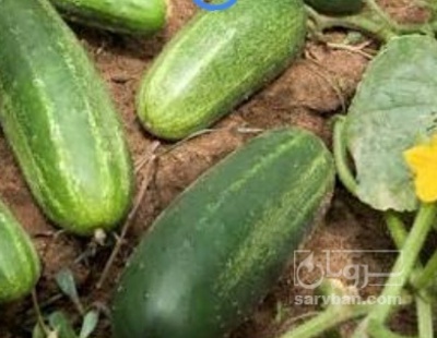فروش خیار