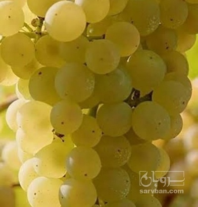 فروش انگور