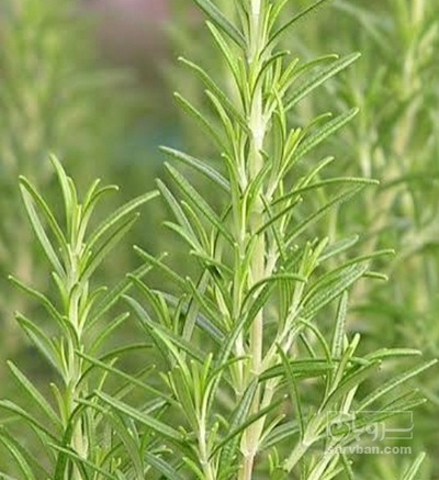 فروش رزماری (گیاه‌ دارویی)