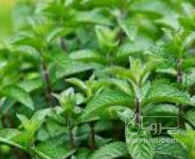 فروش نعناع