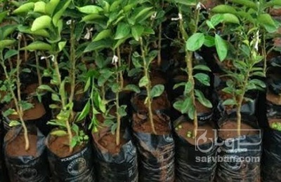 فروش نهال هلو