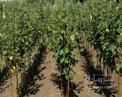 فروش نهال گیلاس