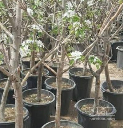 فروش نهال زردآلو