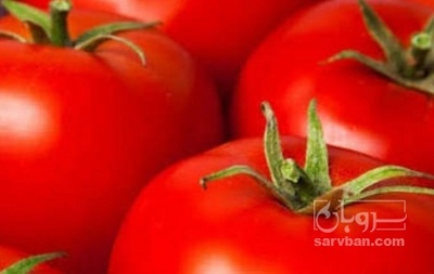فروش گوجه فرنگی