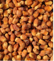 فروش خرما