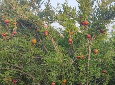 فروش انار