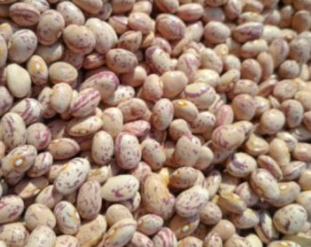 فروش لوبیا چیتی
