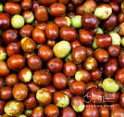 فروش عناب