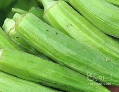 فروش بامیه