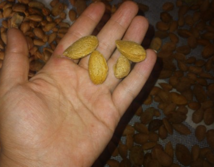 فروش بادام