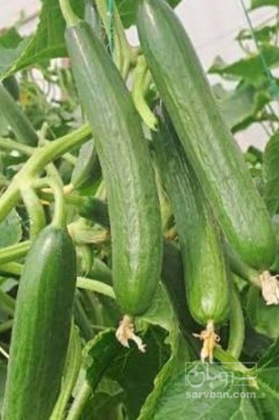 فروش خیار