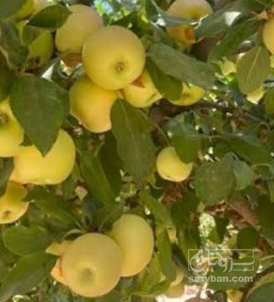 فروش سیب زرد سردرختی