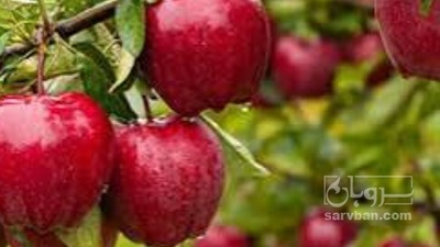 فروش سیب سردرختی قرمز