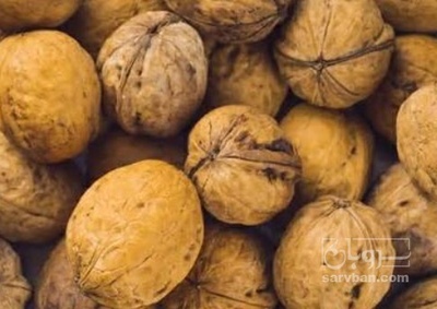 فروش گردو
