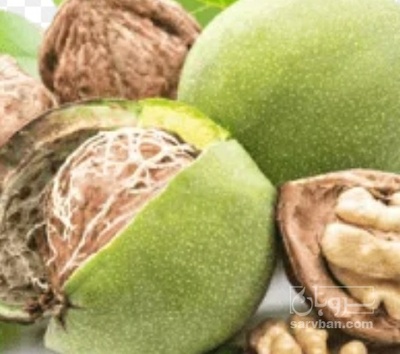فروش گردو تازه