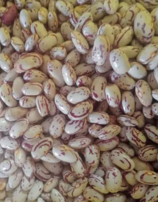 فروش لوبیا چیتی
