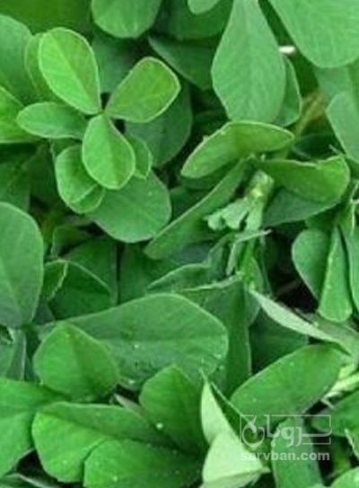 فروش شنبلیله