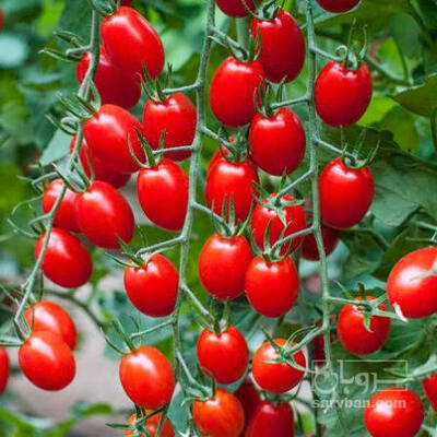 فروش گوجه فرنگی زیتونی