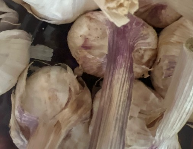 فروش سیر